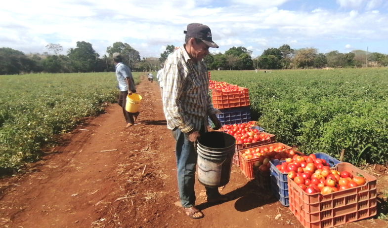 Productores de tomate en Los Santos preocupados por falta de pagos y financiamiento 