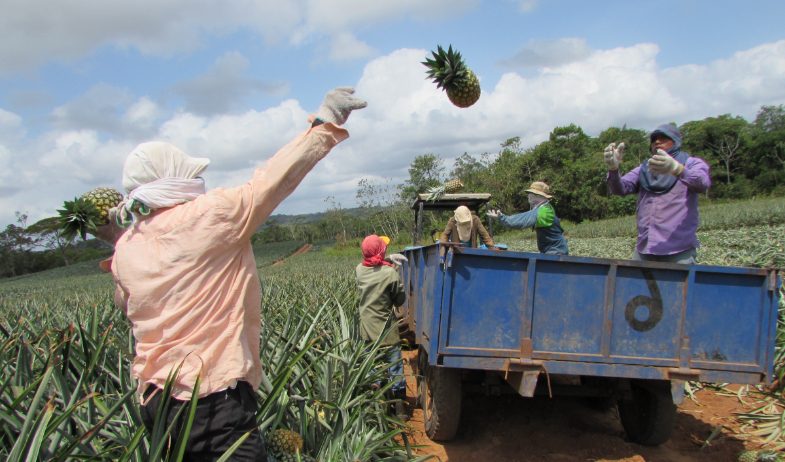 Panamá refuerza certificaciones para exportar piña a la República Popular de China 