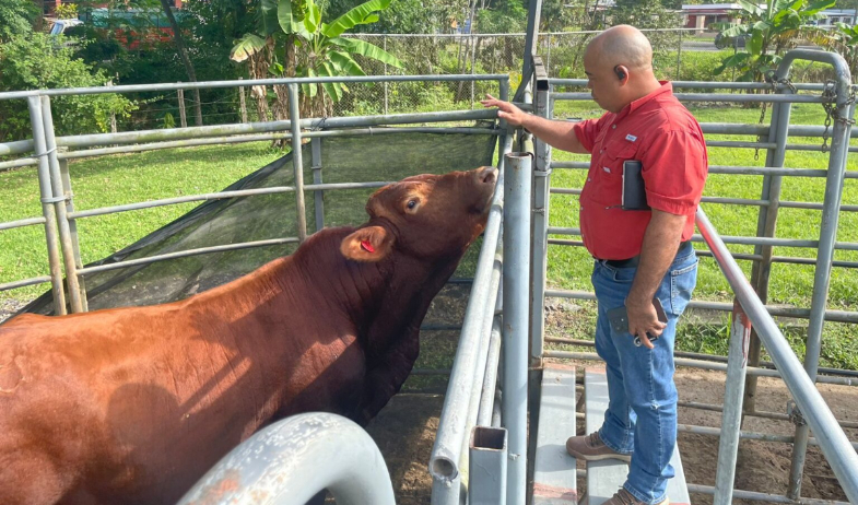 Pequeños productores de Colón reciben sementales de alta genética 