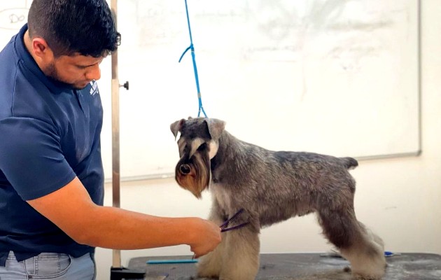 peluquero canino_0_