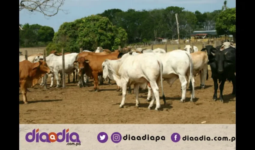 El sector agro se vio afectado en julio del año pasado por la sequía. Foto: Epasa.