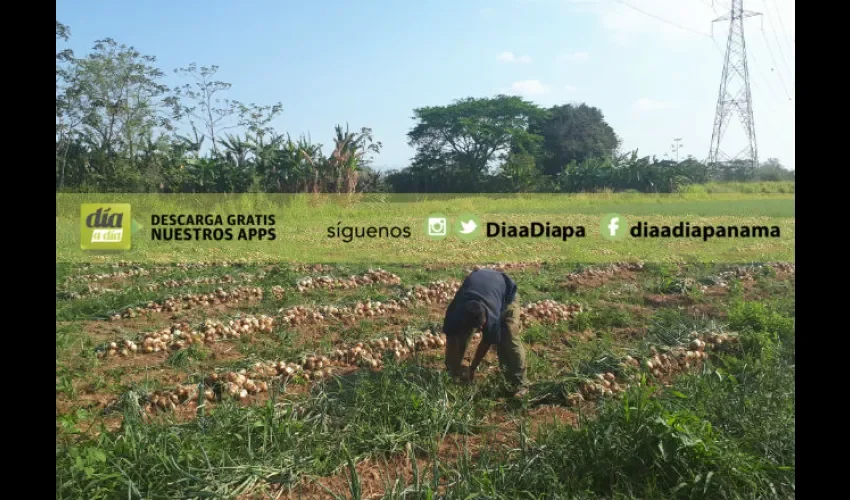 Foto ilustrativa de un campesino recogiendo la producción. 