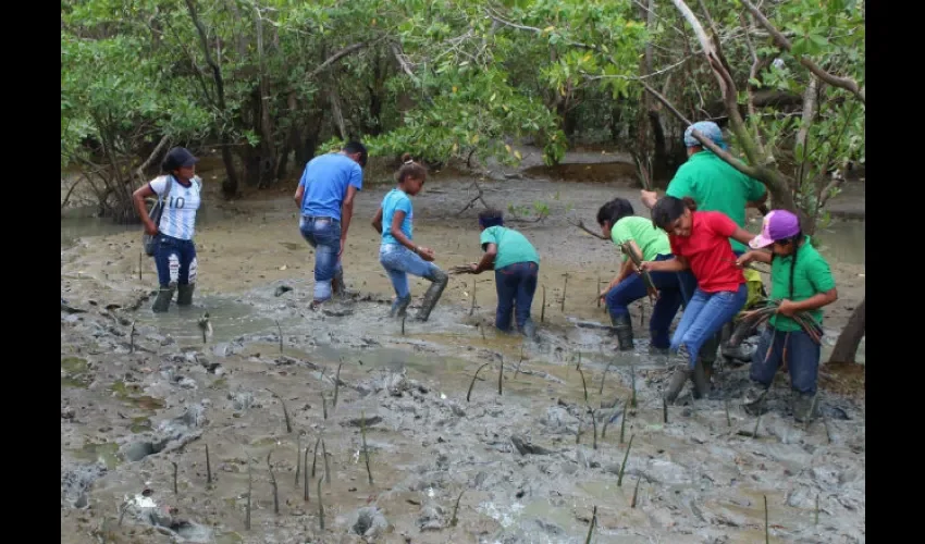 Es importante reforestar la región contra los aguajes.