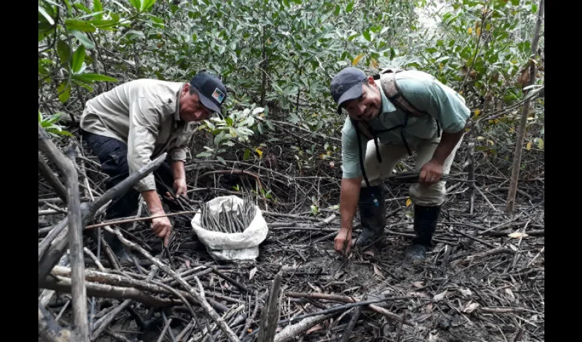 La juventud apuesta por la jornada de reforestación. Foto: Cortesía