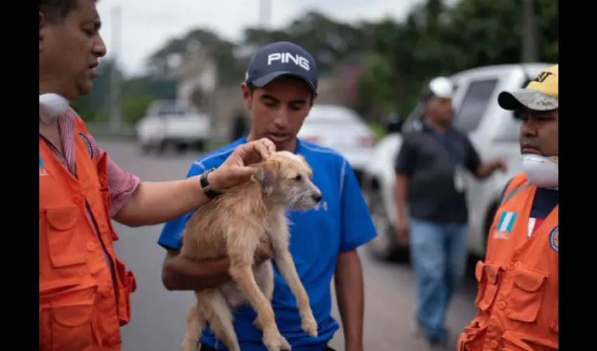 Muchas reses y cultivos agrícolas se perdieron tras la erupción. 