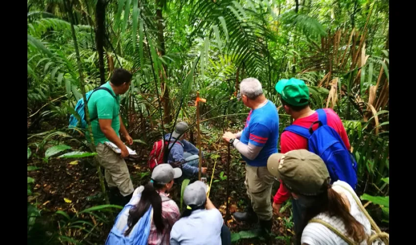 Bosques de Panamá. 