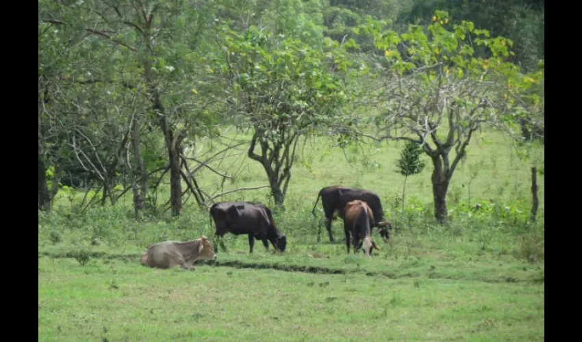 Foto ilustrativa del ganando en una finca. 