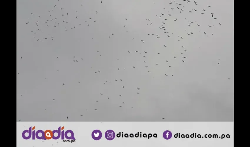 Las aves migratorias utilizan las corrientes térmicas (corrientes de aire caliente) para planear.