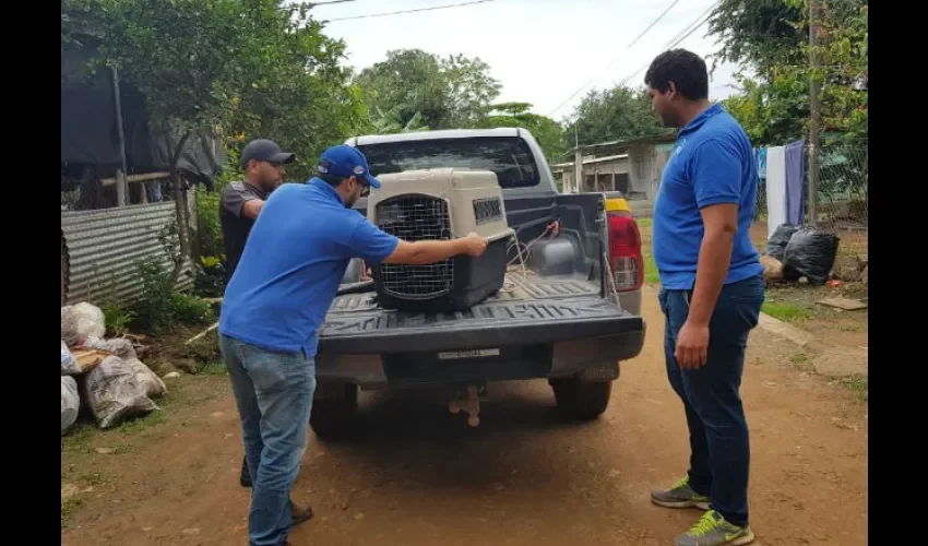 Fue trasladado a MI Ambiente. Foto: Thays Domínguez 