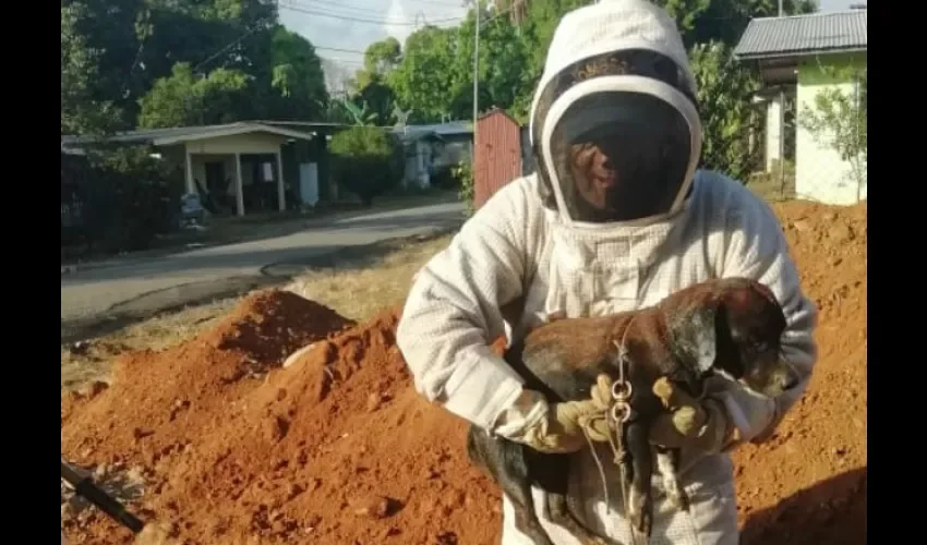 Rescatan a perro que fue atacado por  abejas. 