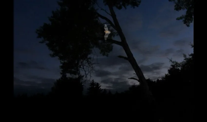 Murciélago en su vuelo nocturno. Foto cortesía: Benjamin Hintz