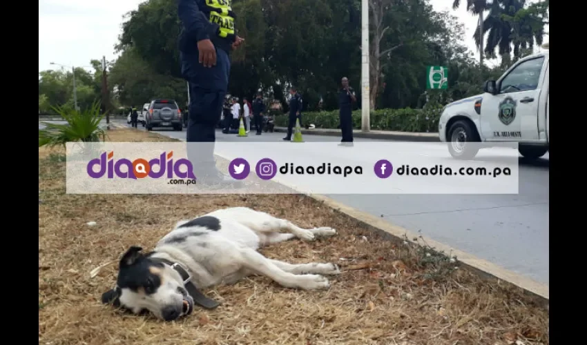 Mancha quedó tendido sobre la isleta de la vía Cincuentenario. Foto: Jesús Simmons