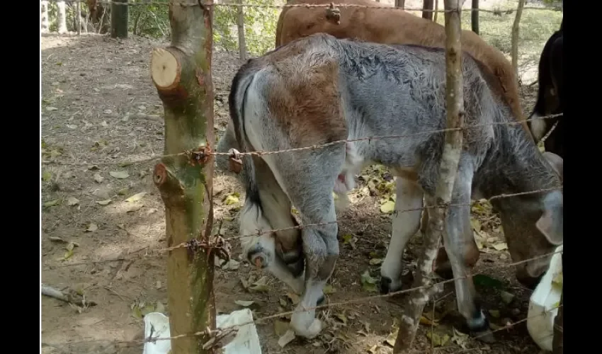 Foto ilustrativa del animal. 