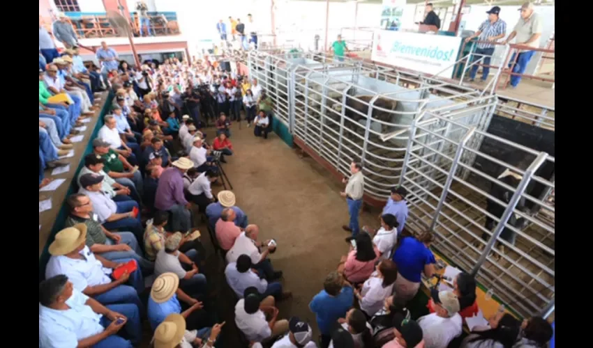 Foto ilustrativa de la entrega de las reses. 