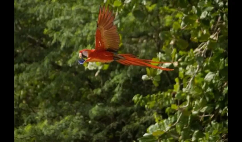 Guacamaya roja o bandera. Foto: Cortesía Mi Ambiente.