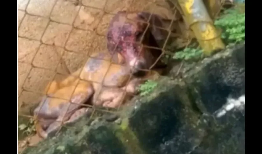 Los casos de maltrato animal en Panamá se hacen más cotidianos y más crueles a pesar de que existen leyes que castigan con cárcel a las personas que cometen ese tipo de faltas.