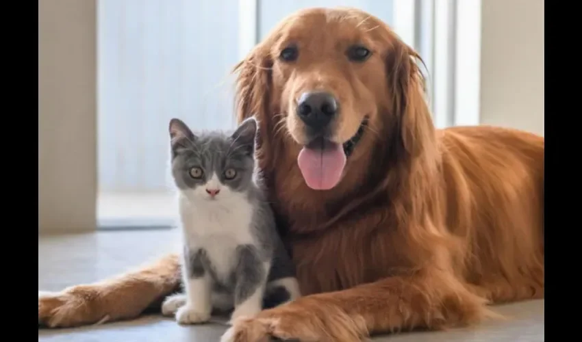 Foto ilustrativa de las mascotas del hogar. 