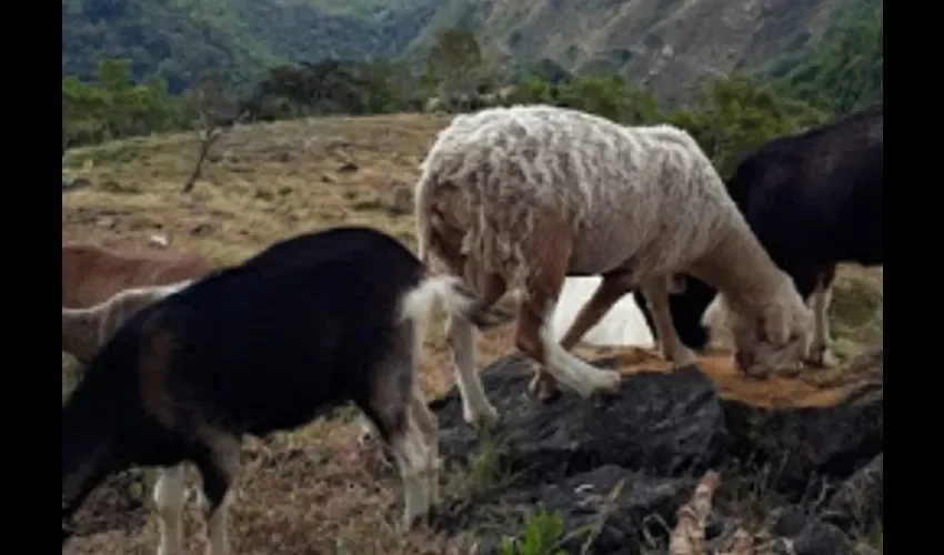 Foto ilustrativa de las cabras.