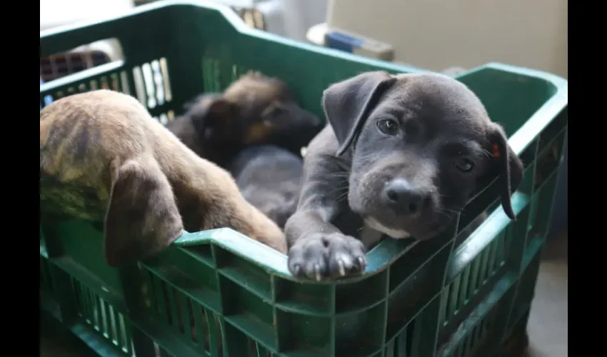  Los niños son excelentes compañeros para mantener a sus mascotas distraídas y activas.