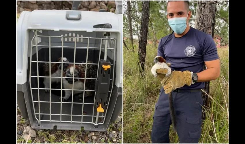 Esta especie de primate no se distribuye en la provincia de Chiriquí. Foto: Mayra Madrid. 