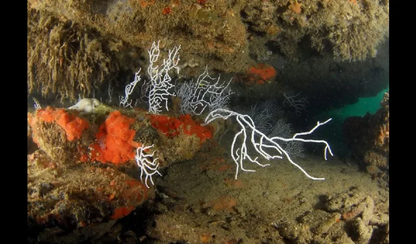 Foto ilustrativa de las esponjas. 