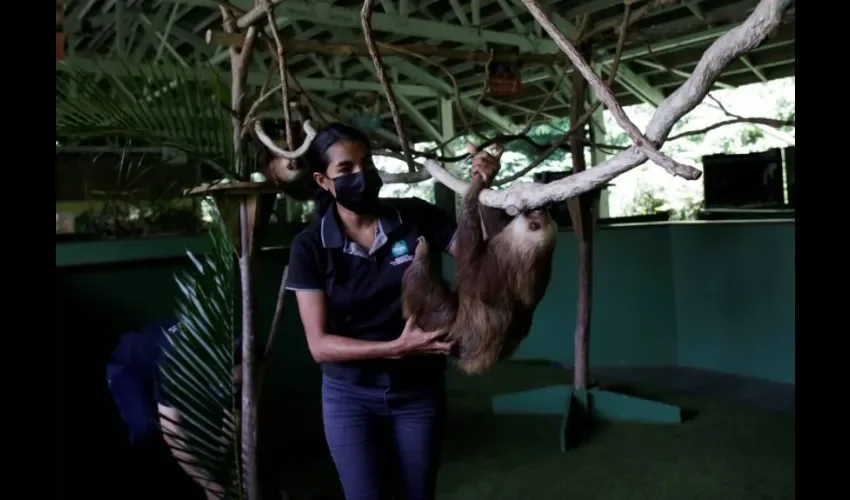 Una asistente de la Asociación Panamericana para la Conservación trabaja en la rehabilitación de un oso perezoso, el 4 de agosto de 2021, en la sede de la Asociación, en Gamboa (Panamá). Foto: EFE. 