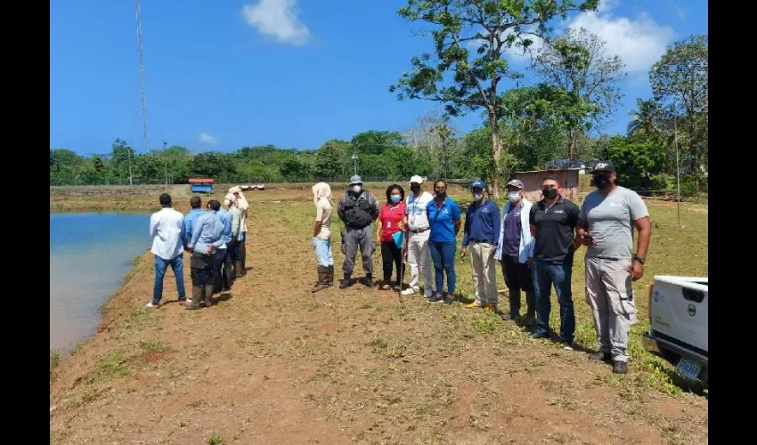 Foto ilustrativa del cultivo. 