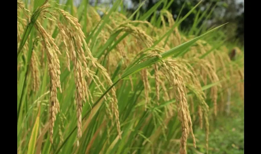 Foto ilustrativa del arroz. 