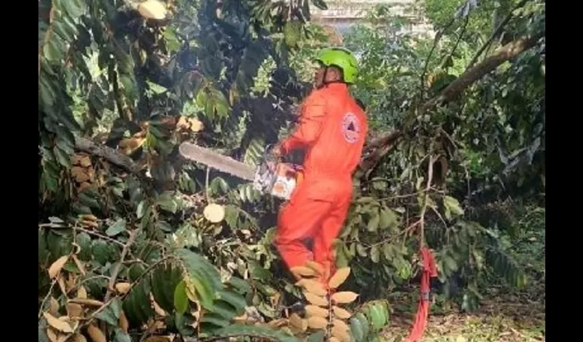 Personal de la base Noreste realiza el corte y remoción de un árbol que obstaculizaba el paso a los transeúntes en el sector de Chivo Chivo, corregimiento de Las Cumbres.