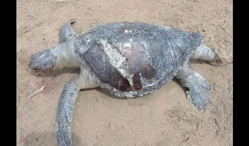 Vista de la tortuga muerta. 