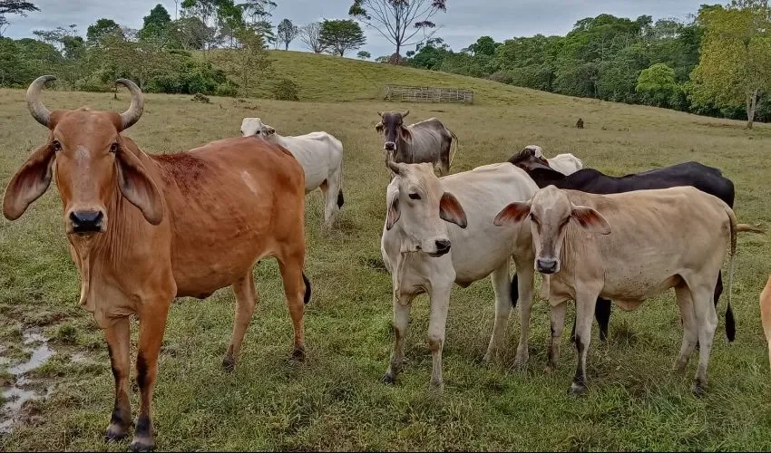 Es importante mantener control sobre los animales. 