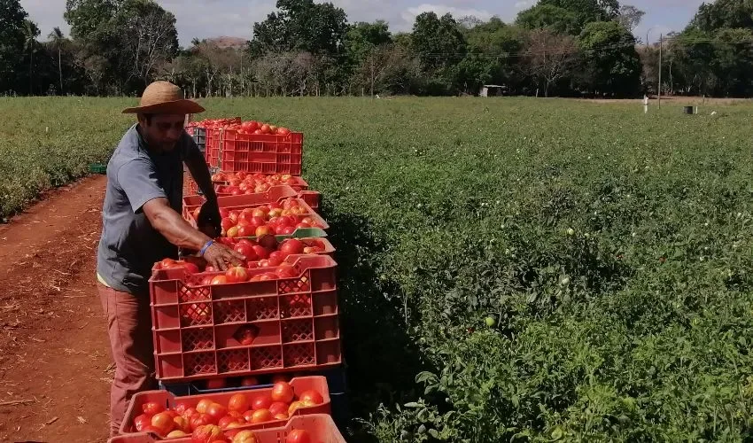 Vista de los productores.