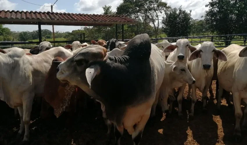 Se espera que se erradique los brotes. 