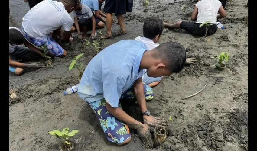 El objetivo es plantar 10,000 árboles en Isla Cañas.