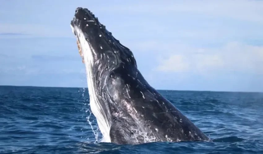 Las ballenas jorobadas fueron más felices durante el primer año de la pademia de covid-19. EFE/University of Queensland/Dana Cusano