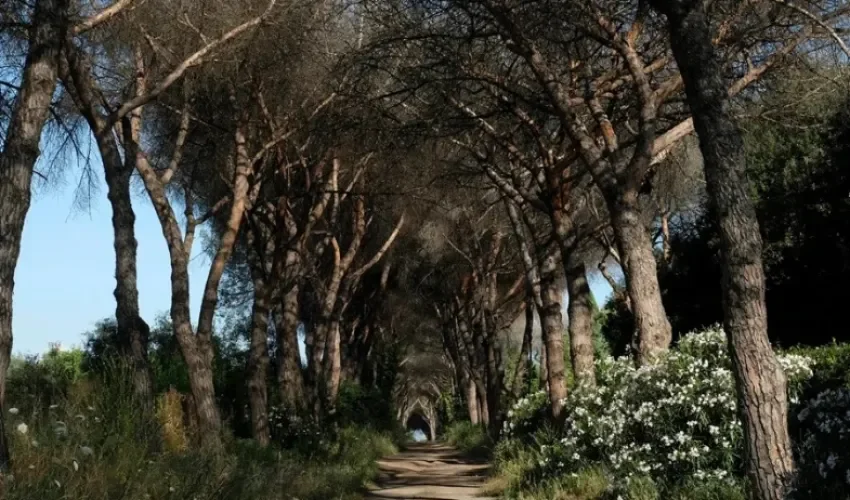 Pinos en un parque de Italia, en una imagen de archivo. EFE/Antonello Nusca