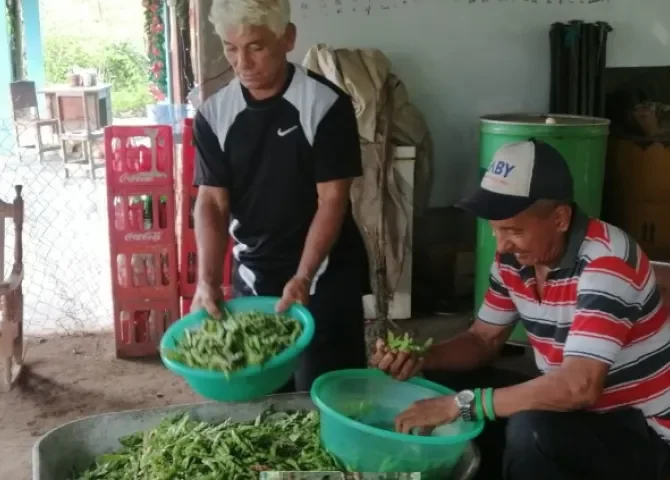  El guandú, esperanza de los moradores de Villa Rosa en la provincia de Herrera 