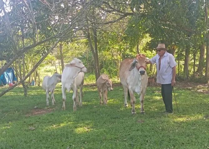  Pequeños productores en Colón se benefician con mejoras al ganado 