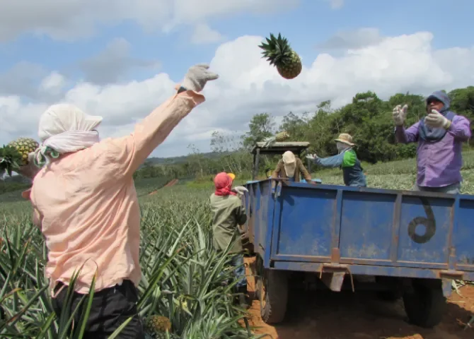  Panamá refuerza certificaciones para exportar piña a la República Popular de China 